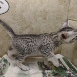 Mau Silver Female DOB 3-13-23