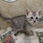 Mau Silver Female DOB 3-13-23