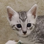 Mau Silver Female DOB 3-13-23