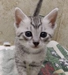 Mau Silver Female DOB 3-13-23