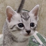 Mau Silver Female DOB 3-13-23