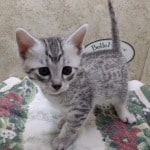 Mau Silver Female DOB 3-13-23