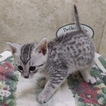 Mau Silver Female DOB 3-13-23