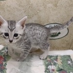 Mau Silver Female DOB 3-13-23
