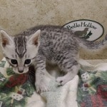 Mau Silver Female DOB 3-13-23