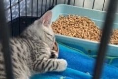 Savannah Belle Egyptian Mau silver female #3 DOB 3-19-22