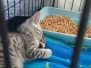 Savannah Belle Egyptian Mau silver female #3 DOB 3-19-22