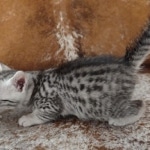 Mau silver female DOB 3-19-22