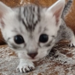 Mau silver female DOB 3-19-22