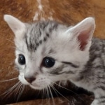 Mau silver female DOB 3-19-22