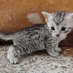 Mau silver female DOB 3-19-22