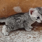 Mau silver female DOB 3-19-22