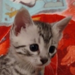 Mau silver female DOB 3-19-22