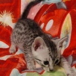 Mau silver female DOB 3-19-22