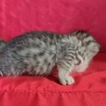 Mau silver female DOB 3-19-22