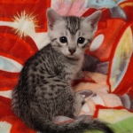 Mau silver female DOB 3-19-22