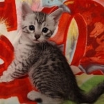 Mau silver female DOB 3-19-22