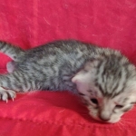 Mau silver female DOB 3-19-22