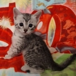 Mau silver female DOB 3-19-22