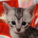 Mau silver female DOB 3-19-22