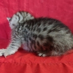 Mau silver female DOB 3-19-22