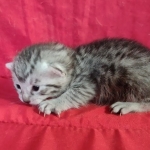 Mau silver female DOB 3-19-22