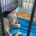 Savannah Belle Egyptian Mau DOB 3-19-22