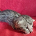 Mau silver female DOB 3-19-22