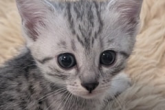 Egyptian Mau Silver Female #3 DOB 3/19/26