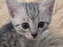 Egyptian Mau Silver Female #3 DOB 3/19/26