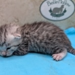 Egyptian-Mau-silver-female-kitten-a