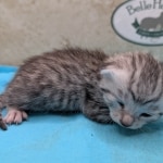 Egyptian-Mau-silver-female-kitten-b