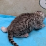 Egyptian-Mau-silver-female-kitten-f