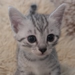 Silver-Mau-female-Kitten-