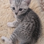 Silver-Mau-female-Kitten-a
