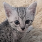 Silver-Mau-female-Kitten-b