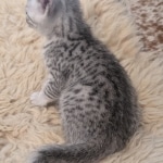 Silver-Mau-female-Kitten-c
