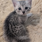 Silver-Mau-female-Kitten-d