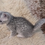 Silver-Mau-female-Kitten-e