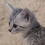 Silver-Mau-female-Kitten-f