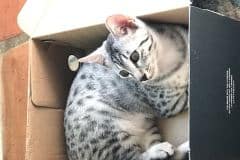 Meru, Egyptian Mau, Silver, Female #3 DOB 4-20-17