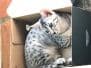Meru, Egyptian Mau, Silver, Female #3 DOB 4-20-17