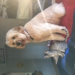 Meru, Egyptian Mau, silver Female, DOB 4-20-17