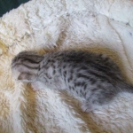 Egyptian Mau, silver Female, DOB 4-20-17