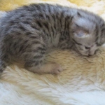 Egyptian Mau, silver Female, DOB 4-20-17