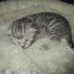 Egyptian Mau, silver Female, DOB 4-20-17