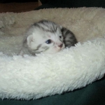 Egyptian Mau, silver Female, DOB 4-20-17