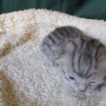 Egyptian Mau, silver Female, DOB 4-20-17