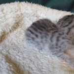 Egyptian Mau, silver Female, DOB 4-20-17