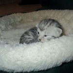 Egyptian Mau, silver Female, DOB 4-20-17